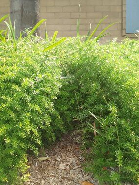 Spring Orchid - your best offer?